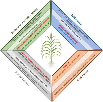 Current advances in the molecular regulation of abiotic stress tolerance in sorghum via transcriptomic, proteomic, and metabolomic approaches